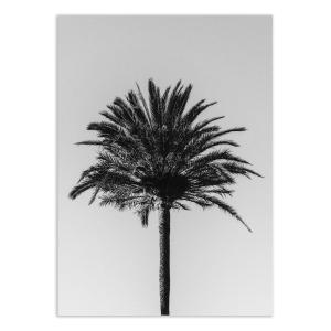 PALM_003 - PICTUFY STUDIO III - Affiche d'art 50 x 70 cm