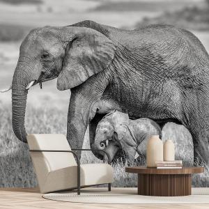 Papier peint éléphant et son petit 364x270 cm