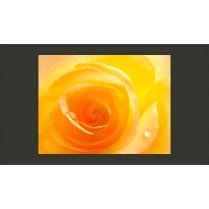 Papier peint rose jaune 300 x 230 cm