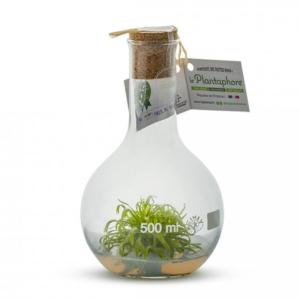 Plantaphore plante carnivore blanc 500 ml verre