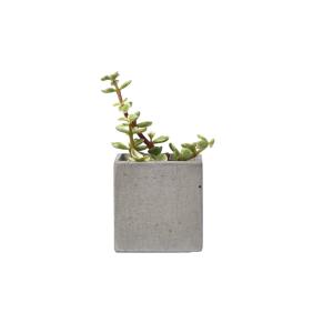 Pot en béton gris avec vraie plante