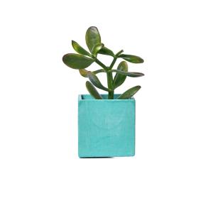Pot en béton turquoise avec vraie plante