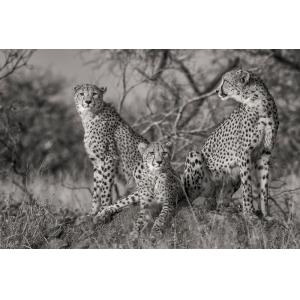 Tableau animaux 3 petits chats Tableau plexiglas 120x80 cm