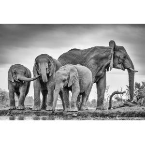 Tableau animaux bataille d'eau Tableau plexiglas 120x80 cm