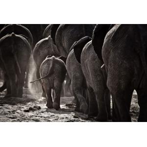 Tableau animaux cap Afrique impression sur aluminium 45x30…