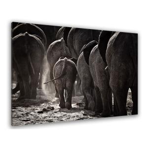 Tableau animaux cap afrique imprimé sur toile 45x30cm