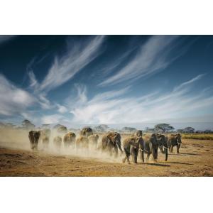 Tableau animaux elephant family impression sur aluminium 12…