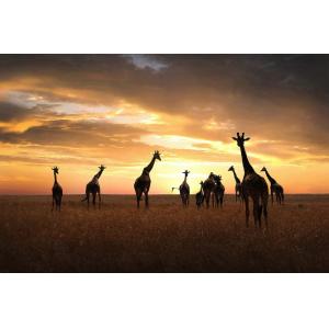 Tableau animaux famille de girafe imprimé sur toile 90x60 c…