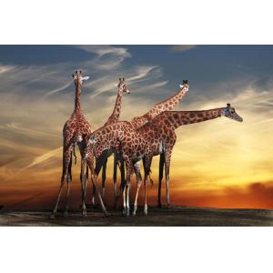 Tableau animaux girafe meeting Tableau plexiglas 120x80 cm