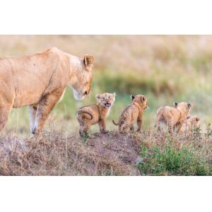 Tableau animaux let's go mom toile imprimée 120x80 cm