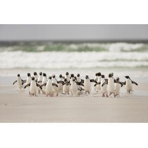 Tableau animaux pingouins impression sur aluminium 120x80 cm