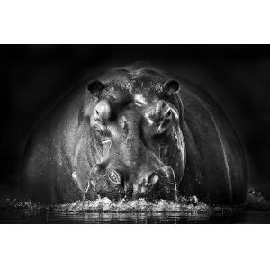 Tableau animaux portrait hippo toile imprimée 120x80 cm