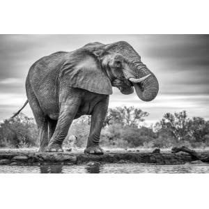 Tableau animaux standing proud Tableau plexiglas 120x80 cm