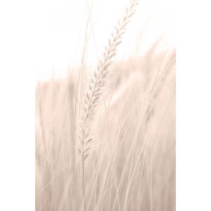 Tableau blé poudré imprimé sur toile 60x90 cm