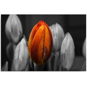 Tableau bois tulipe orange, 120 x 80 cm