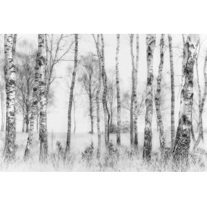 Tableau bouleaux en monochrome impression sur verre acryliq…