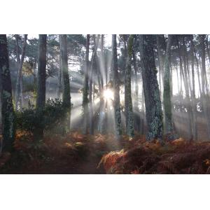 Tableau brume landaise imprimé sur toile 90x60 cm