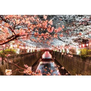Tableau cerisiers et hanami à Tokyo imprimé sur toile 90x60…