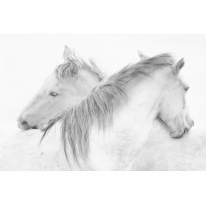 Tableau chevaux blancs imprimé sur toile 90x60 cm