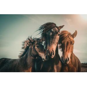 Tableau chevaux horse family  imprimé sur toile 90x60 cm