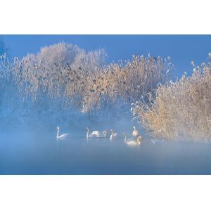 Tableau cygnes dans le givre matinal toile imprimée 120x80…