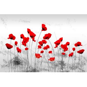 Tableau design coquelicots gris  imprimé sur toile 90x60 cm