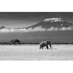 Tableau éléphant et Kilimanjaro imprimé sur toile 90x60 cm…