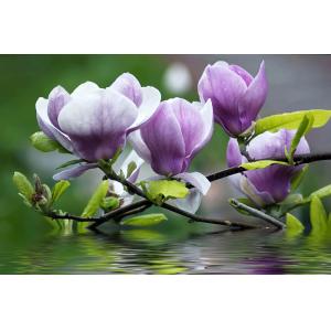 Tableau fleurs de magnolia impression sur aluminium 120x80…