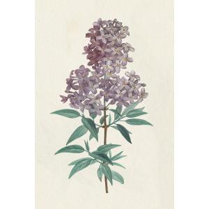 Tableau fleurs gravure de lilas vintage imprimé sur toile 6…