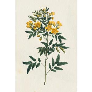 Tableau fleurs millepertuis illustré imprimé sur toile 60x9…