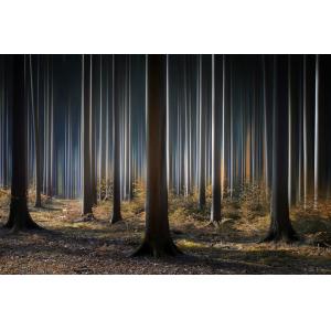 Tableau forêt fantastique impression sur aluminium 120x80 c…