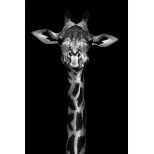 Tableau girafe haute en portrait imprimé sur toile 80x120 c…