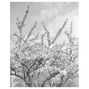 Tableau impression sur toile branches blanches à fleurs 60x…