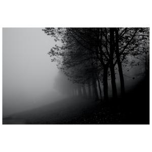 Tableau impression sur toile brouillard dans les arbres 60x…