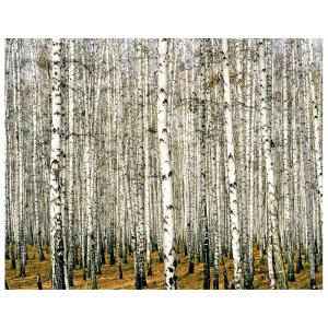 Tableau impression sur toile Dense forêt de bouleaux 80x100…