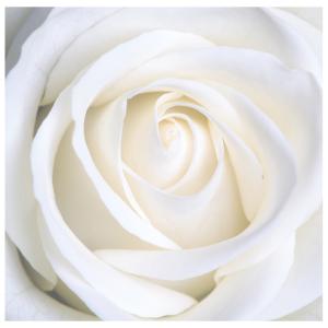 Tableau impression sur toile rose blanche 90x90cm