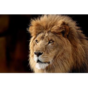 Tableau lion imprimé sur toile 90x60 cm