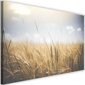 Tableau maïs au soleil 3 120 x 80 cm