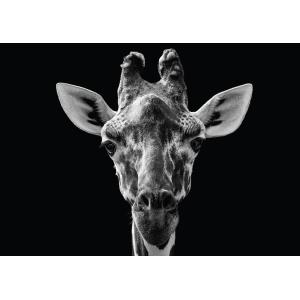 Tableau métal girafe noir et blanc 32x45