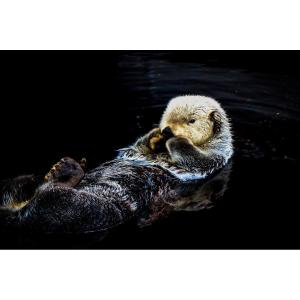 Tableau mural loutre