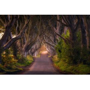 Tableau nature arbres enchanteurs impression sur aluminium…