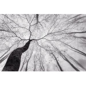 Tableau nature canopée impression sur aluminium 60x40 cm