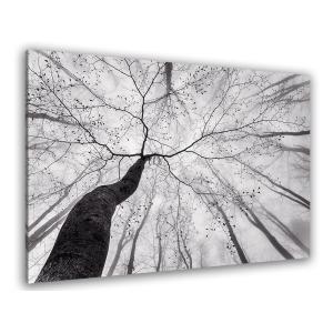 Tableau nature canopée imprimé sur toile 45x30cm