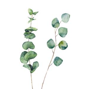 Tableau nature feuille d' eucalyptus imprimé sur toile 30x4…