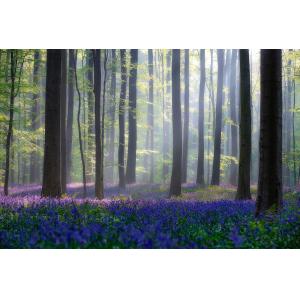 Tableau nature jacinthes et sous-bois impression sur alu 45…