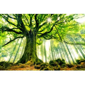 Tableau nature l 'hêtre de ponthus impression sur aluminium…