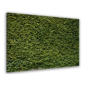 Tableau nature mur de lierres imprimé sur toile 45x30cm