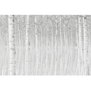 Tableau nature perspective trees impression sur aluminium 1…