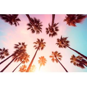 Tableau palmier rose beverly hills sunset  imprimé sur toil…