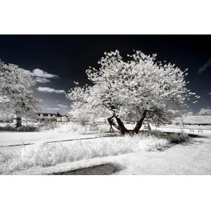 Tableau paris jardin blanc comme neige  imprimé sur toile 9…